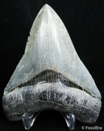 Inch Venice Florida Megalodon Tooth #2488
